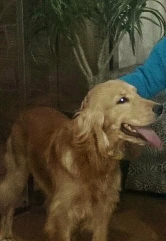 Doa-se Cocker - 3 pra 4 anos