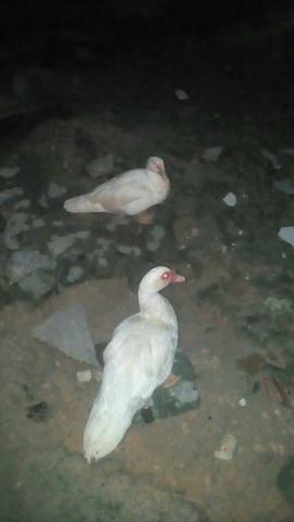 Patos