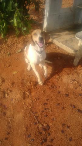 Perdigueiro Americano