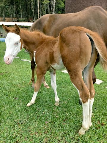 Potros paint horse