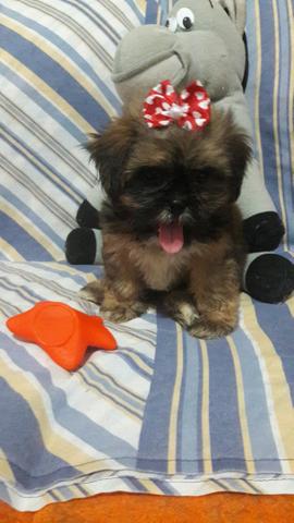 Shih Tzu lindíssima
