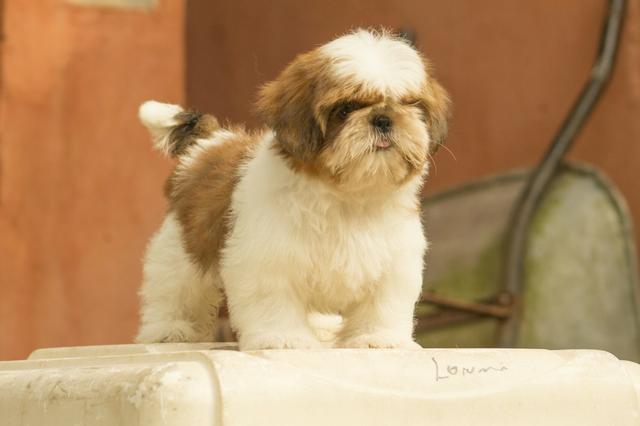 Shih tzu