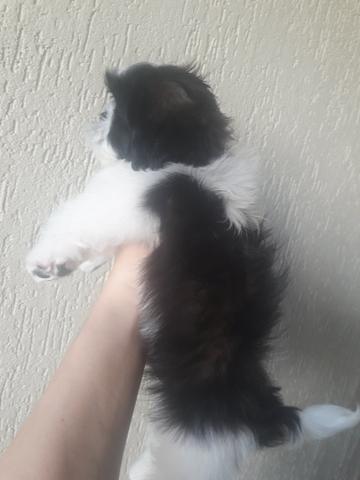 Shih tzu micro macho