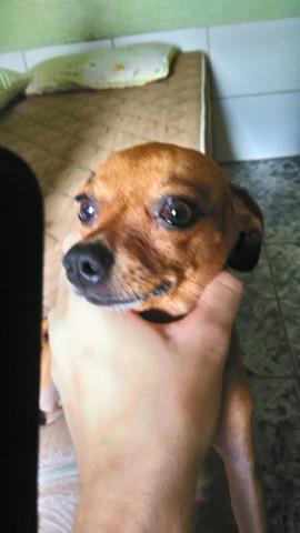 Vendo gamba pincher 1