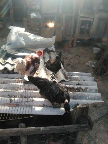 Vendo mini garnizes exóticos