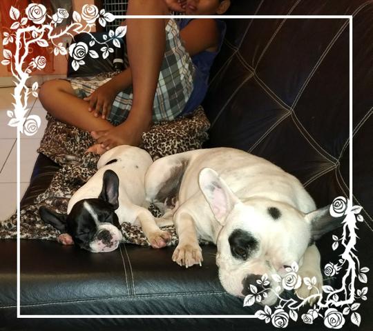 Última bulldog francês