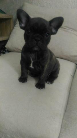 Bulldog francês