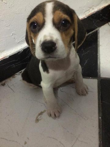 Cachorro beagle