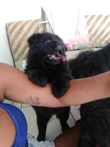 Chow chow 2 meses