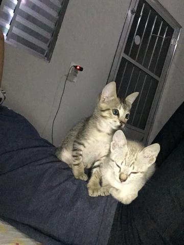 Doa-se gatinhas