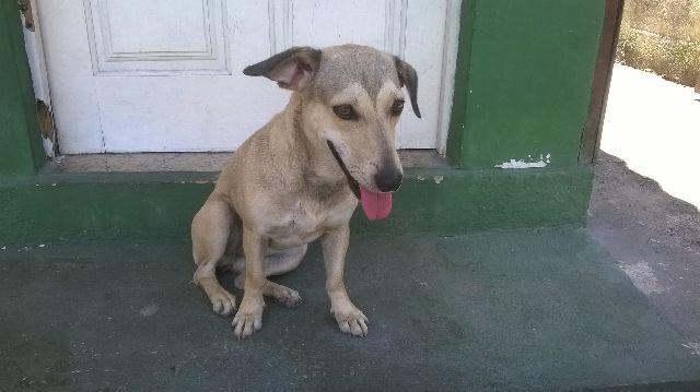 Doação de cachorra de 11 meses