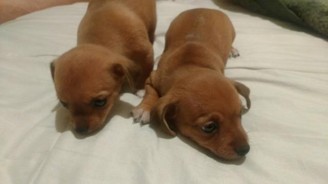 Pinscher 0 (com os pais no local)