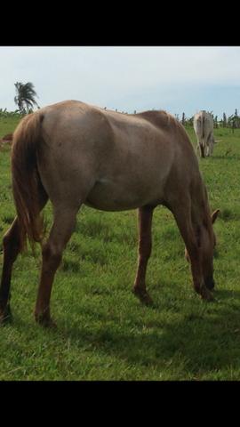 Potra/Égua quarto de milha