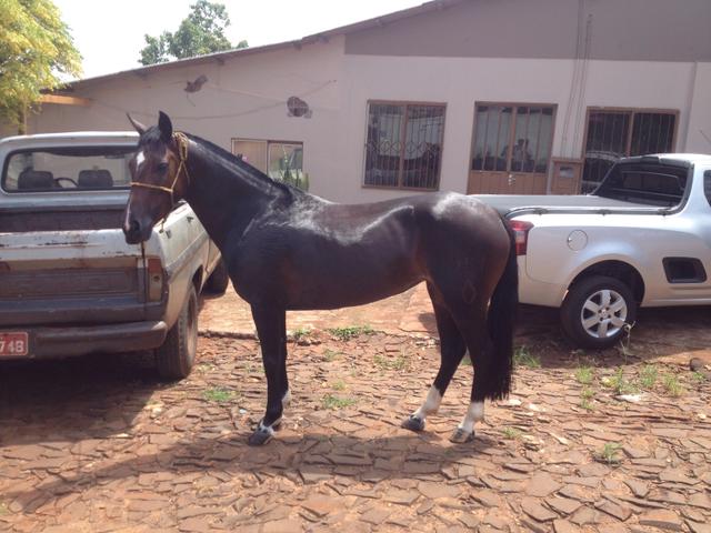 Potranca Crioula Domada