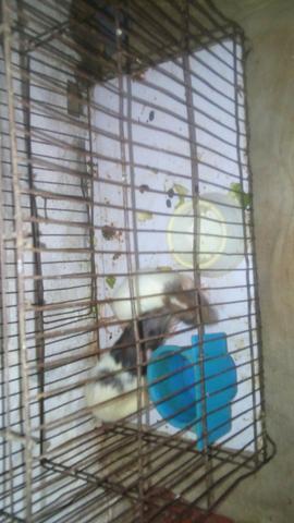 Rato twister dumbo pra venda