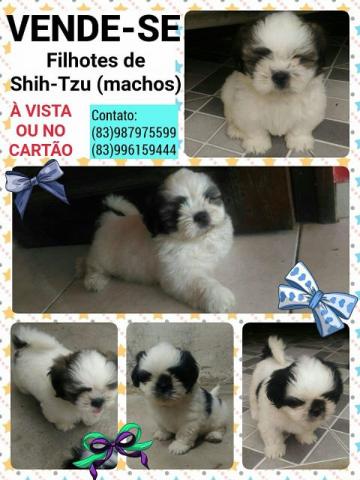 Shih Tzu