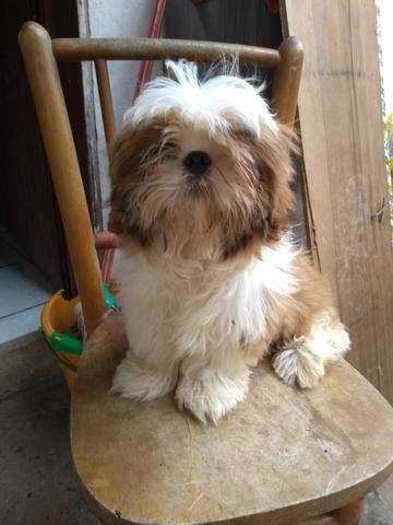 Shih Tzu