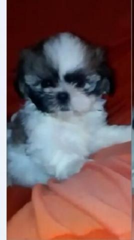 Shih Tzu