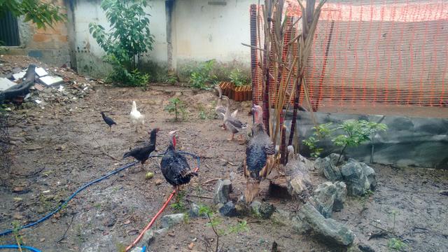 Terno perus.2 fêmeas