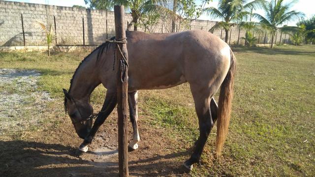 Venda de Cavalo, Mangalarga Macha Picado