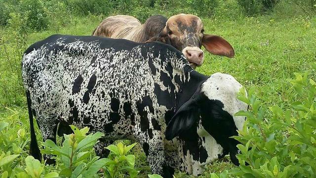 Vendo 5 cabeça leia na descrição