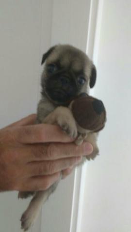 Vendo pug machinho lindo