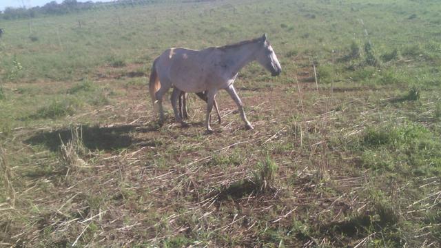 Égua boa de carroça e cela