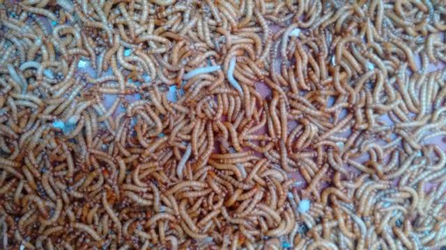 Alimento vivo como Tenébrios para seus Pets