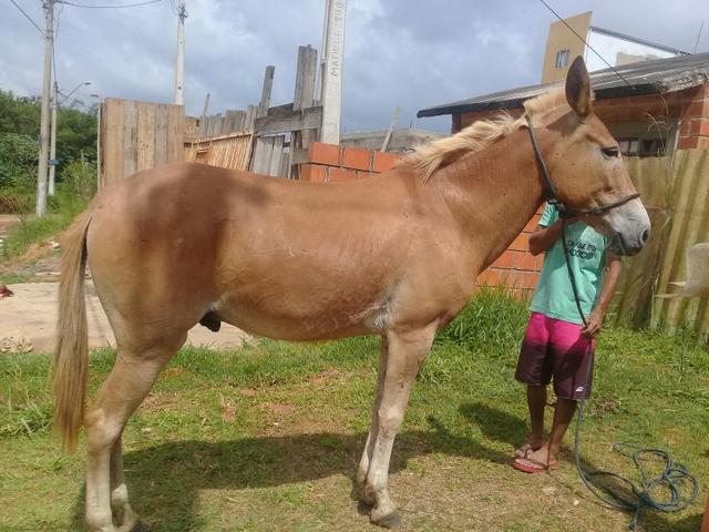 Burro 