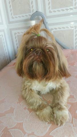 Casal de Shih tzu