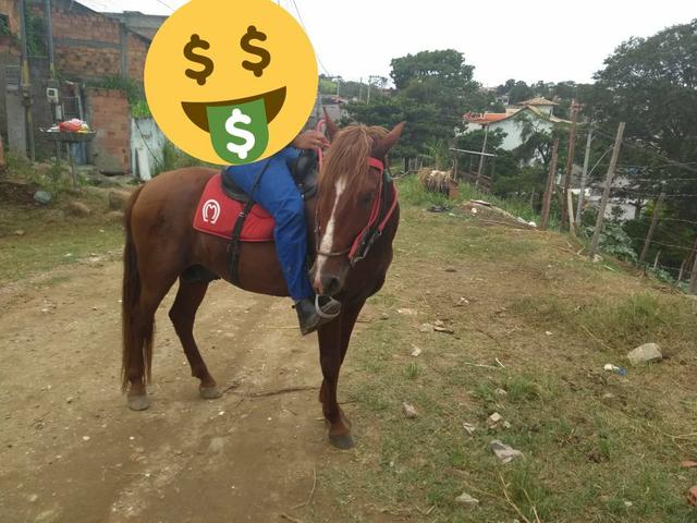 Cavalo Inteiro