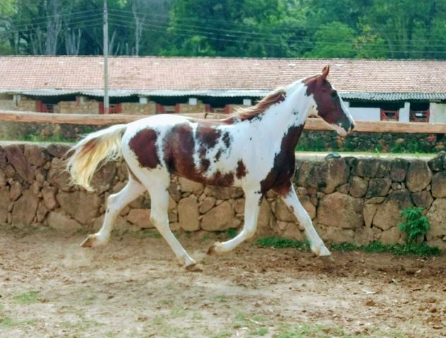 Cavalo Mangalarga Paulista - registrado