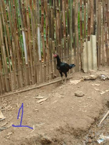 Galinha india combatentes