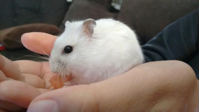 Hamster pérola - ANAPOLIS