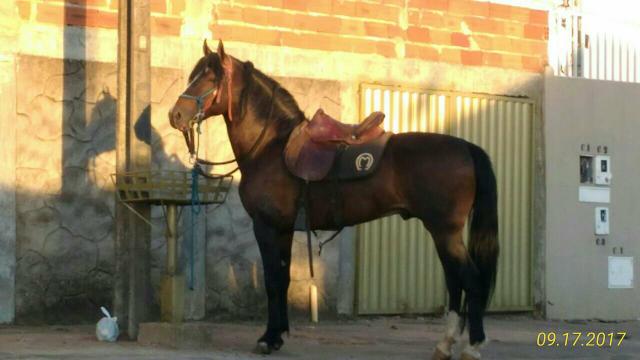 MM garanhão registrado