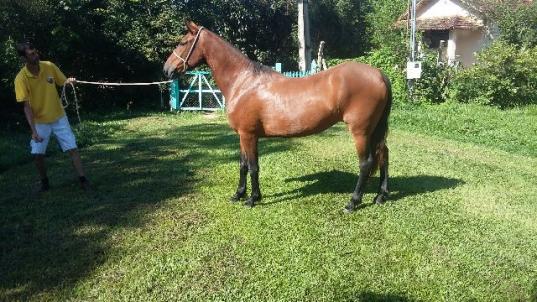 Mangalarga marchador