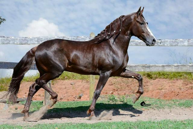 Venda cobertura mangalarga marchador.