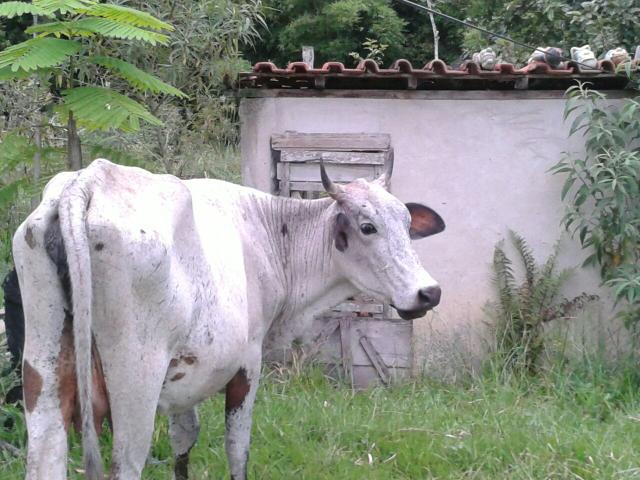 Vende-se vacas Gir mestiça.