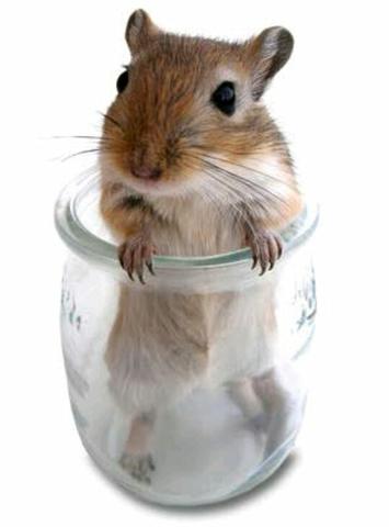 Vendo GERBIL/ESQUILO DA MONGÓLIA