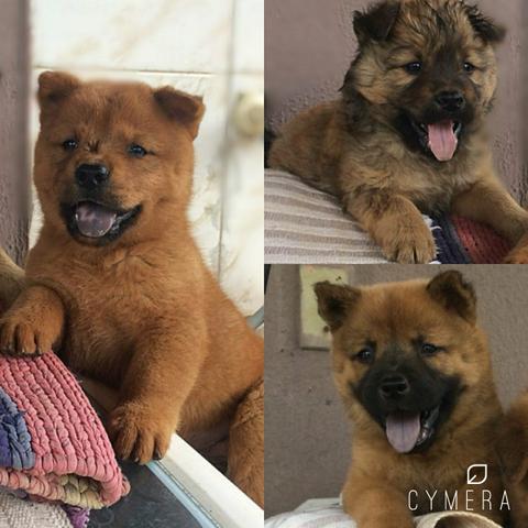 Chow chow lindas