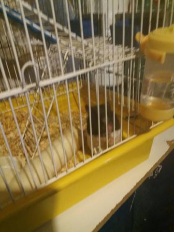 Doando ramister panda fêmea