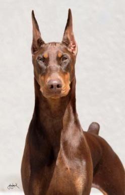 Doberman