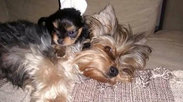 Fêmeas de yorks fêmeas micro