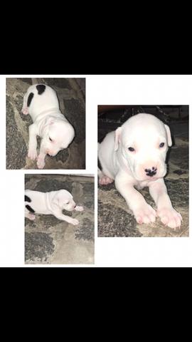 Pitbull pra vender hoje