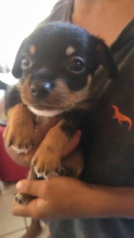 Pitty raça pura n 1