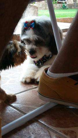 Shih Tzu