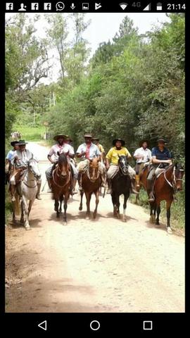Vendo cavalo vermelho