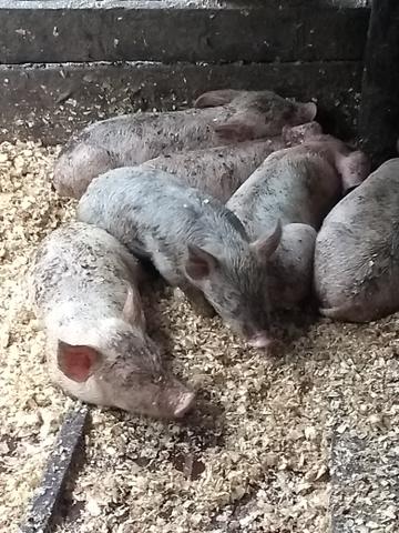 Vendo leitões 50 dias