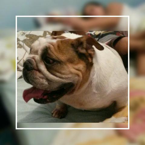 Bulldog inglês Fêmea