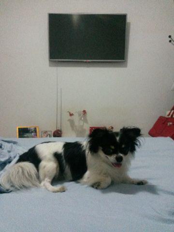 Chihuahua macho para cruzamento